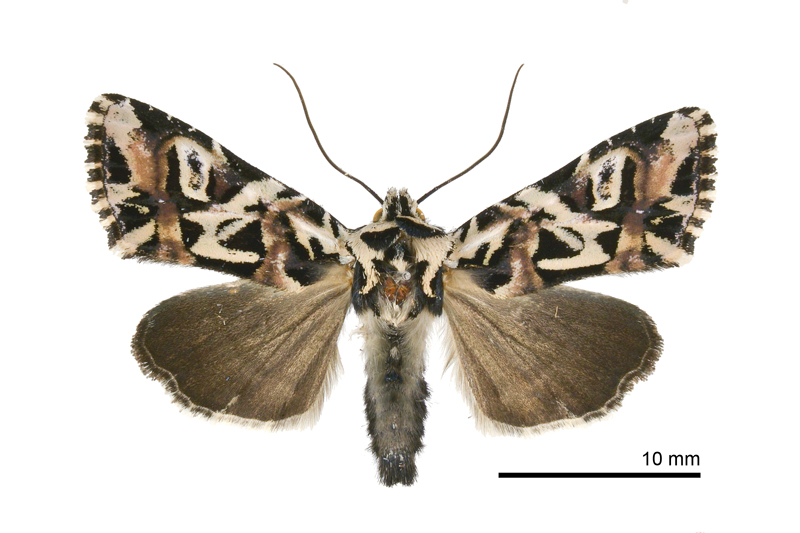 Chandata taiwana Male